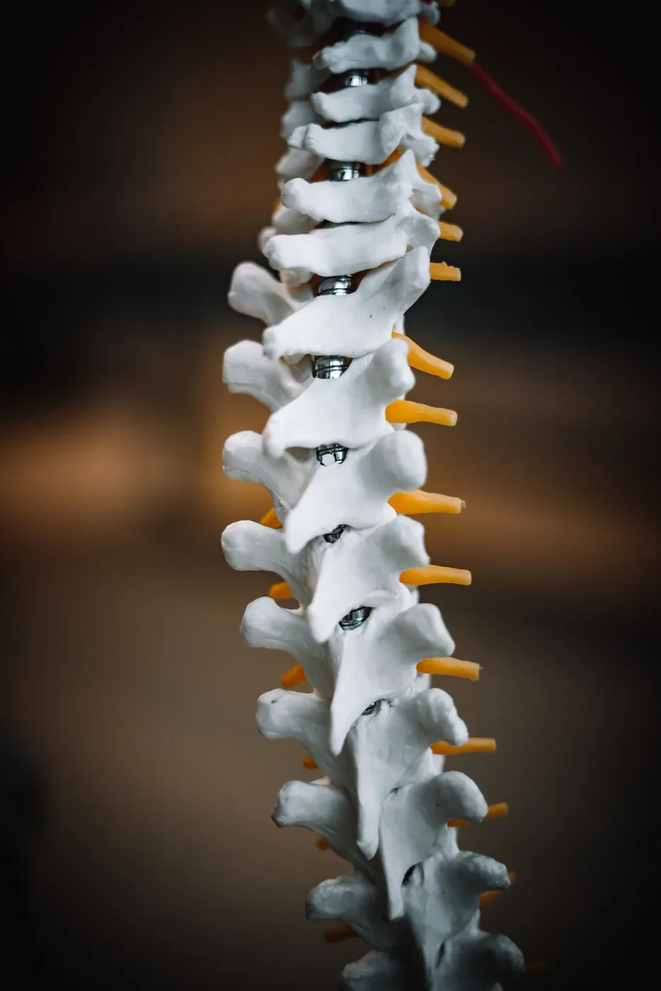 Anatomický model páteře s vyznačenými nervovými kořeny