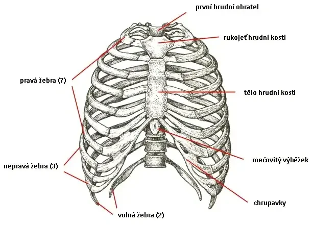 Anatomický nákres hrudního koše s popisky — hrudní obratel, hrudní kost, žebra a chrupavky