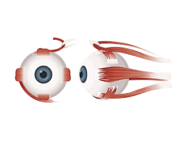 Anatomická ilustrace oka s okohybnými svaly zepředu a z boku