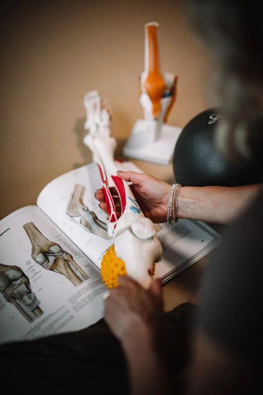 Ruce lektorky drží model bérce nad otevřeným anatomickým atlasem, vedle model kolenního kloubu